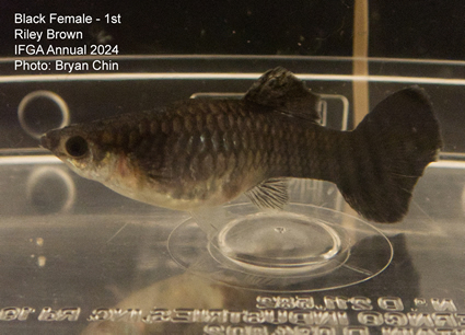 female guppy black